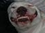 Dogo argentino cano - det er hårdt og være i sommerhus