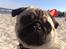Mops Enzo :) - En dejlig dag på stranden.... 