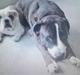 Amerikansk staffordshire terrier Loke