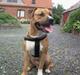 Amerikansk staffordshire terrier TYSON