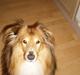Shetland sheepdog Laban 
