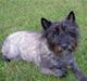 Cairn terrier Buller