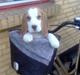 Beagle bella