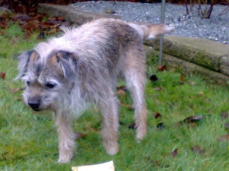 Border terrier † Darwin † billede 5