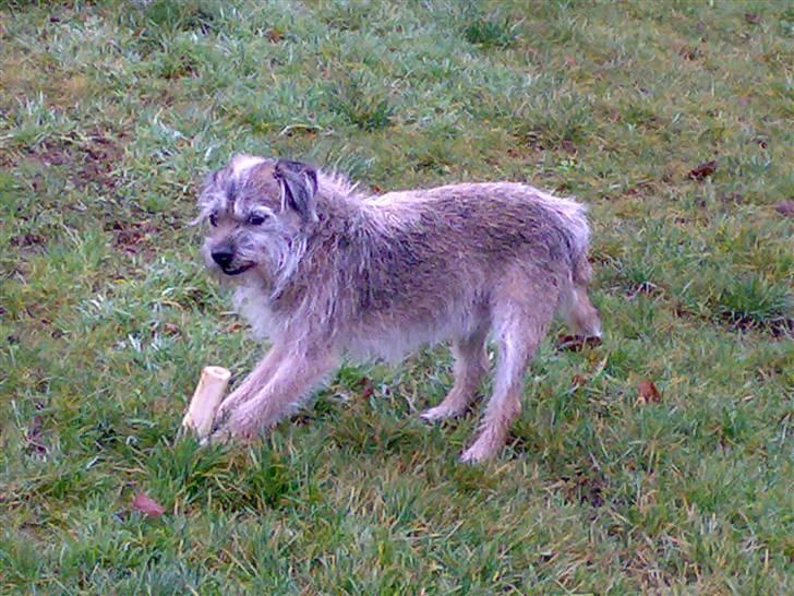 Border terrier † Darwin † billede 6