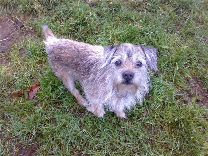 Border terrier † Darwin † billede 8