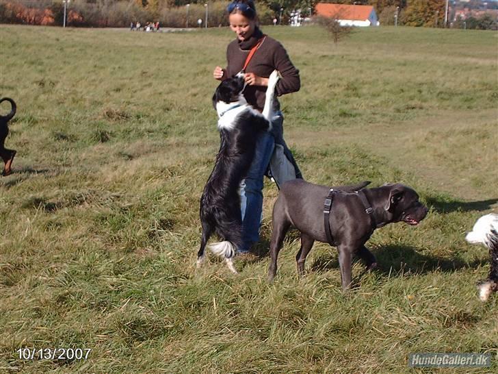 Border collie Pomba billede 16