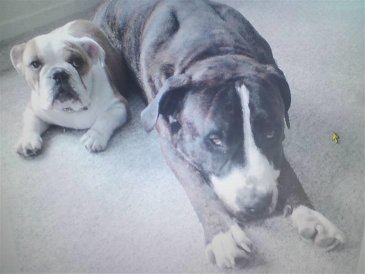 Amerikansk staffordshire terrier Loke - Ser vi ikke søde ud? billede 1