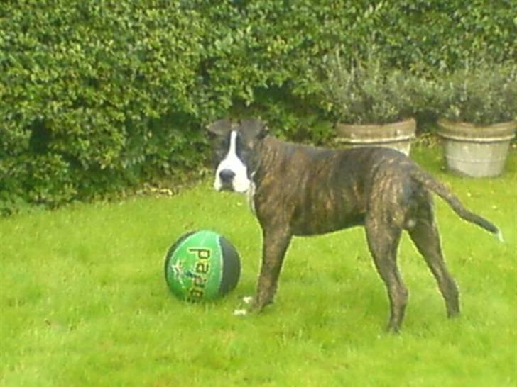 Amerikansk staffordshire terrier Loke - Jeg elsker bolde :) billede 2
