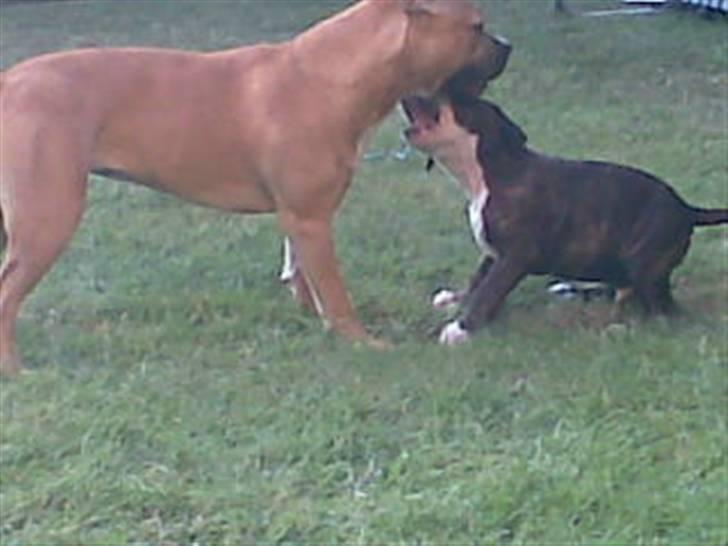 Amerikansk staffordshire terrier Loke - Da jeg var lille :) billede 3