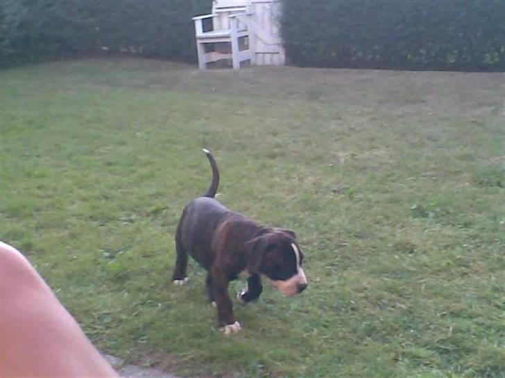 Amerikansk staffordshire terrier Loke - Da jeg var lille billede 4