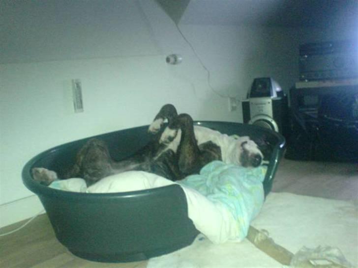 Amerikansk staffordshire terrier Loke - Sådan ligger jeg bedst, hvis jeg ikke må være i sofaen :) billede 5