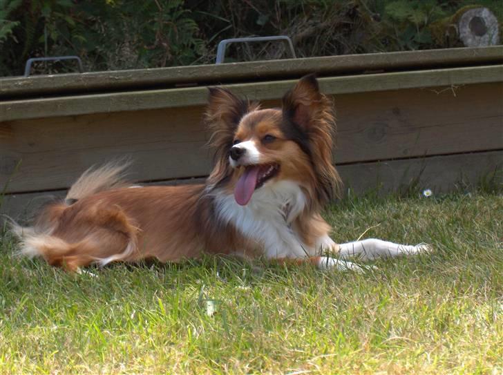 Papillon scheela - Grrrr.. Jeg er en farlig tiger !! billede 1