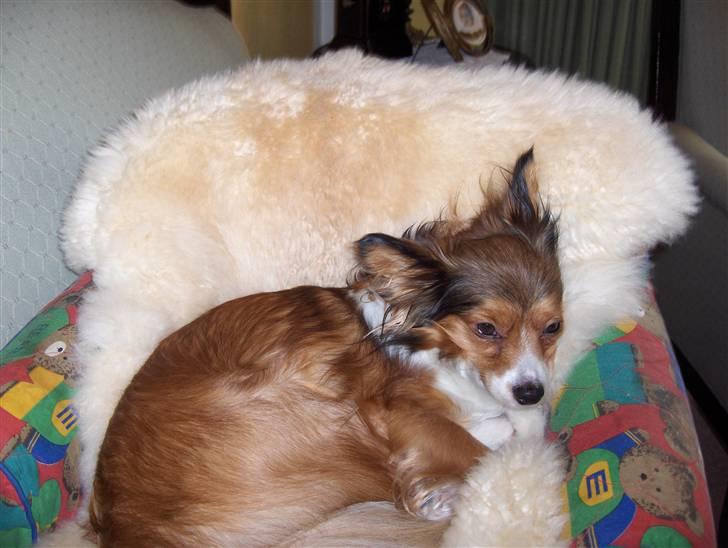 Papillon scheela - ZzZzzZzzz!! billede 2