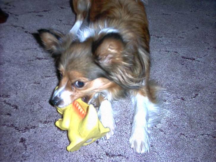 Papillon scheela - Jeg er hyper ! ii; billede 3