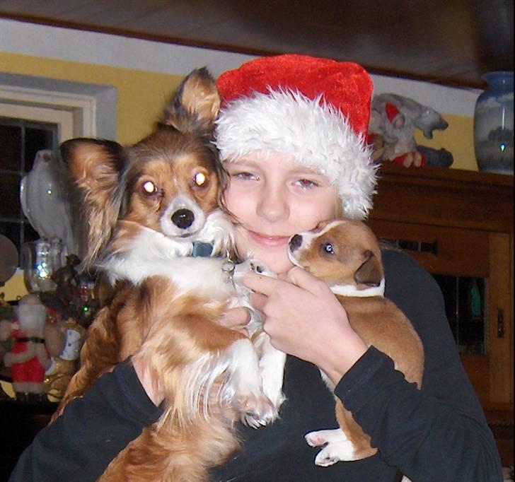 Papillon scheela - Jul.. + gaver? billede 4