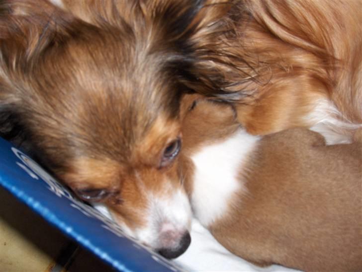 Papillon scheela - Mig og min dejlige hvalp Mollie billede 5