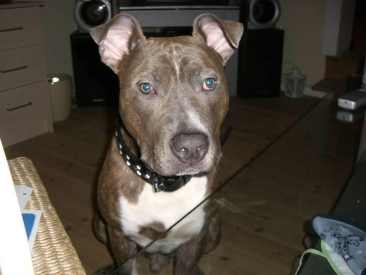 Amerikansk staffordshire terrier Kenzo billede 2