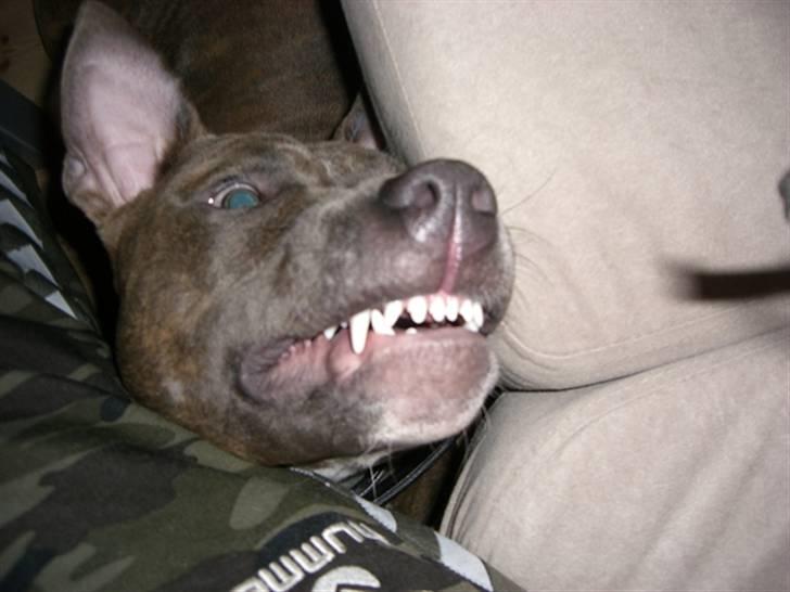 Amerikansk staffordshire terrier Kenzo billede 3