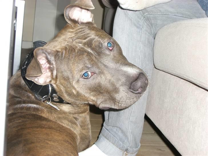 Amerikansk staffordshire terrier Kenzo billede 4