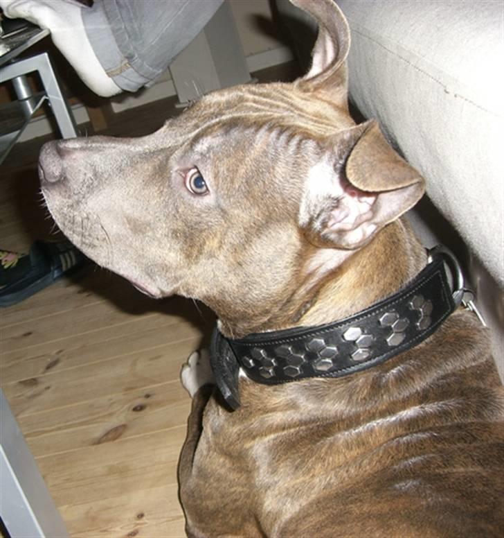 Amerikansk staffordshire terrier Kenzo billede 5