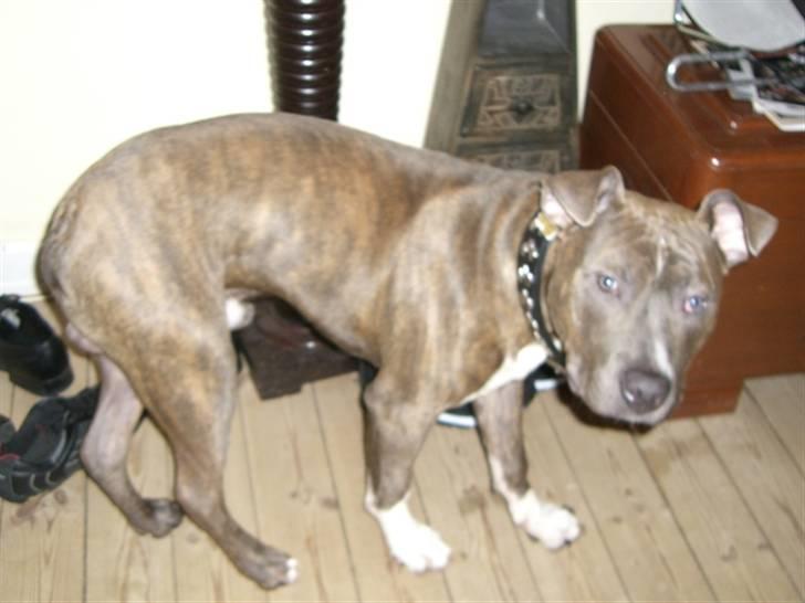 Amerikansk staffordshire terrier Kenzo billede 6