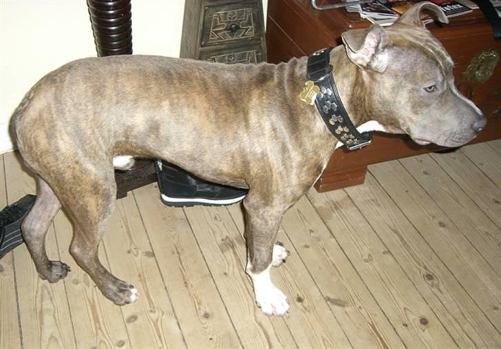 Amerikansk staffordshire terrier Kenzo billede 7