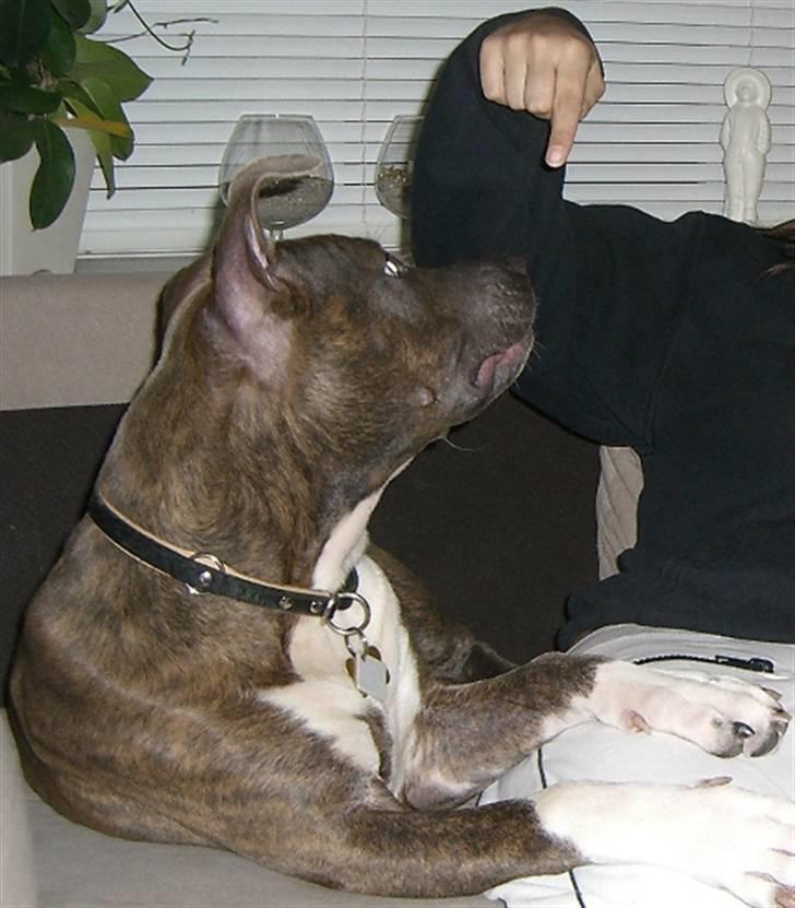 Amerikansk staffordshire terrier Kenzo billede 8