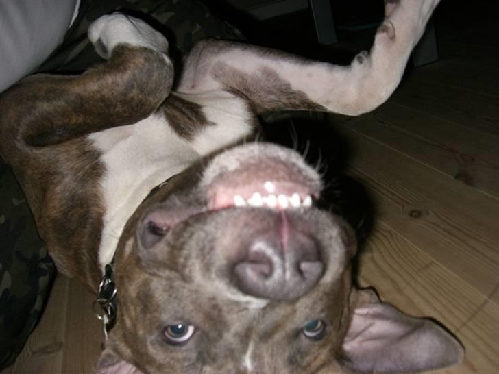 Amerikansk staffordshire terrier Kenzo billede 9