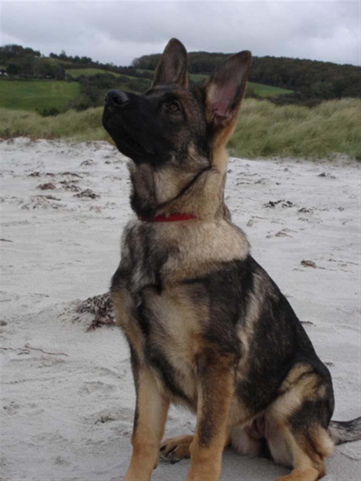 Schæferhund Kila billede 1