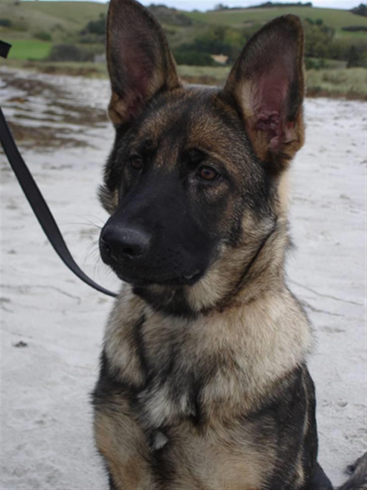 Schæferhund Kila billede 2