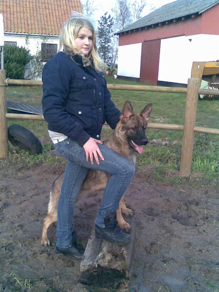 Schæferhund Kila - far chef von der fasanerie billede 3