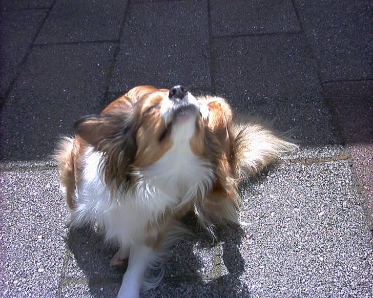 Papillon scheela - Soler mig lige her :D billede 6