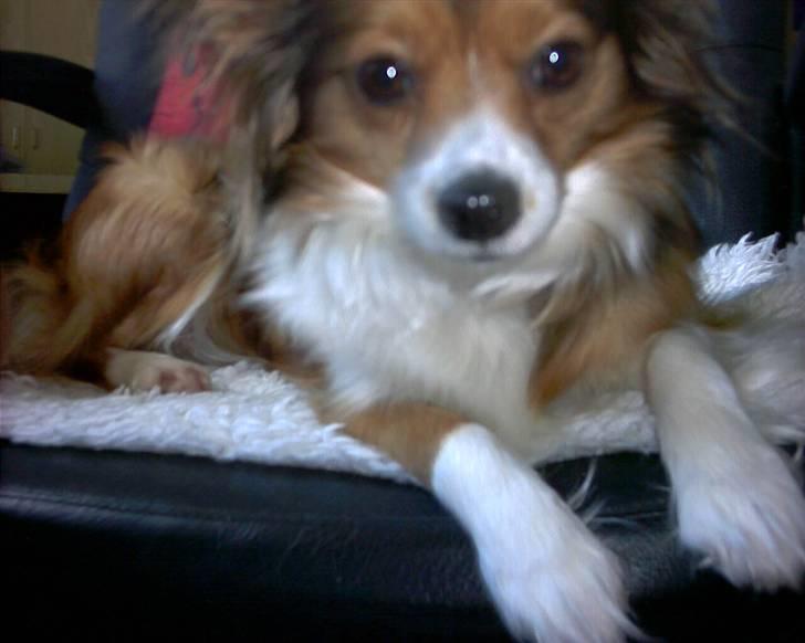 Papillon scheela - Skal jeg stadig poseré ? hehe :D billede 7