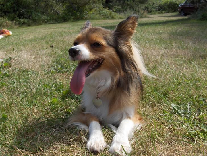 Papillon scheela - Se min lange tunge :) billede 8