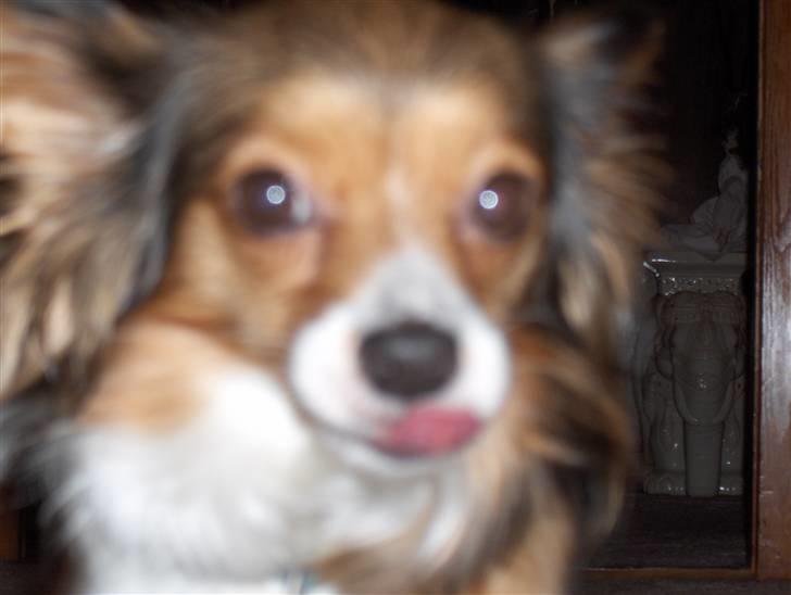 Papillon scheela - Jeg har lidt problemer med at holde min tunge inde i munden.. den er for lang! billede 9