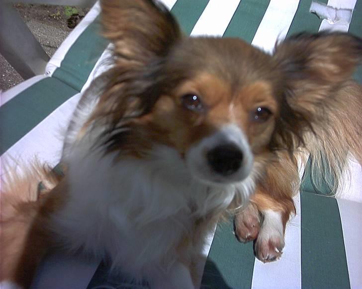 Papillon scheela - Kan man spise det der eller hvad? :) billede 10