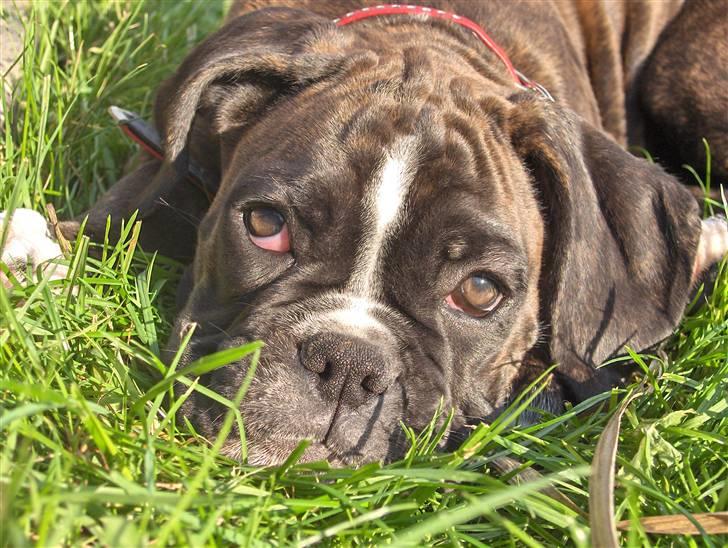 Boxer Bella - Bella med tilnavnet Bellisimo (nogle gange er tilvnavnet "Bandit") billede 1