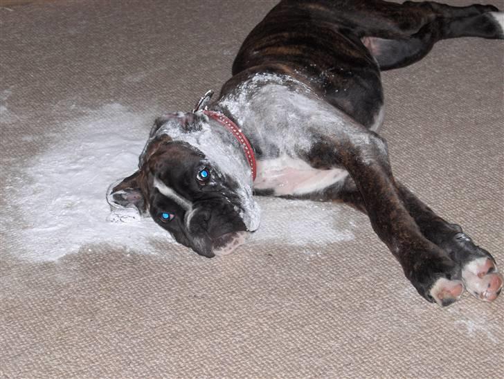 Boxer Bella - Bella Bandit har rullet sig i kartoffelmel, der netop er lagt ud, hvor hun har haft et uheld billede 2