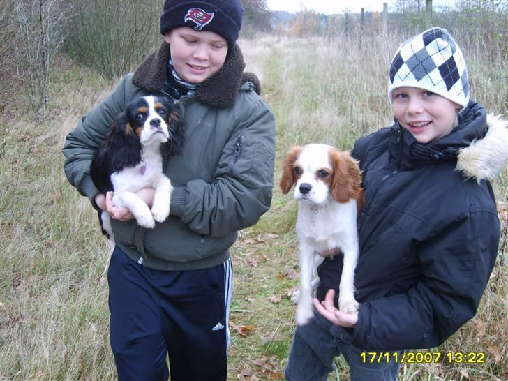 Cavalier king charles spaniel Pepsi - Fra hundeskoven Harte Nord billede 10