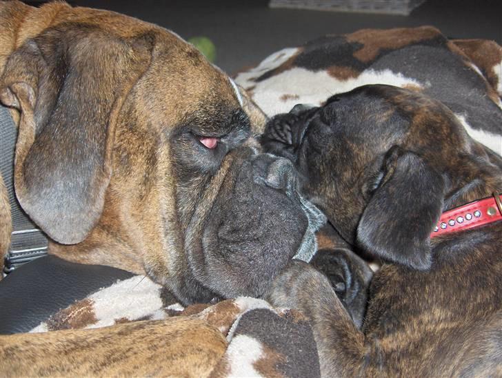 Boxer Bella - Bella Bellisimo sover til middag sammen med legeonkel Helmut. De NYDER hinandens selskab billede 3