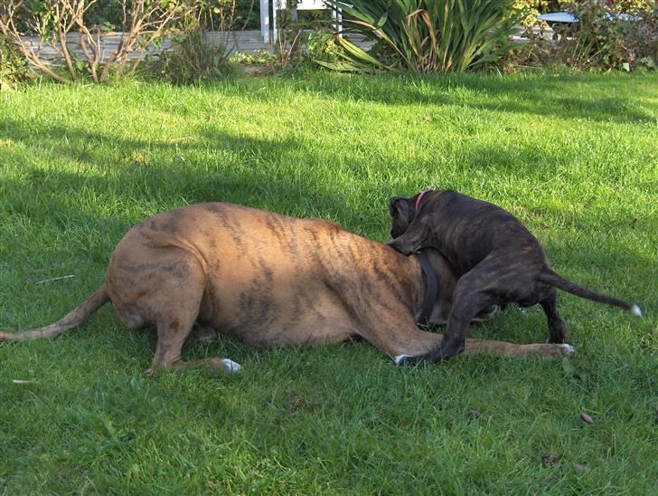 Boxer Bella billede 4