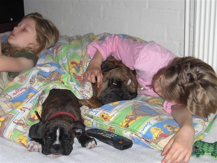 Boxer Bella - Hundene er blevet lokket op i børnenes senge. Gad vide, hvem, der nyder det mest (?) billede 5