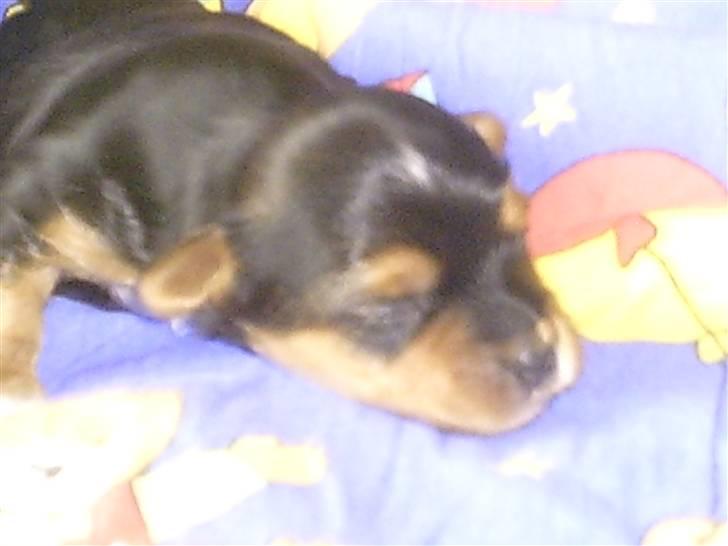 Yorkshire terrier Coco billede 6