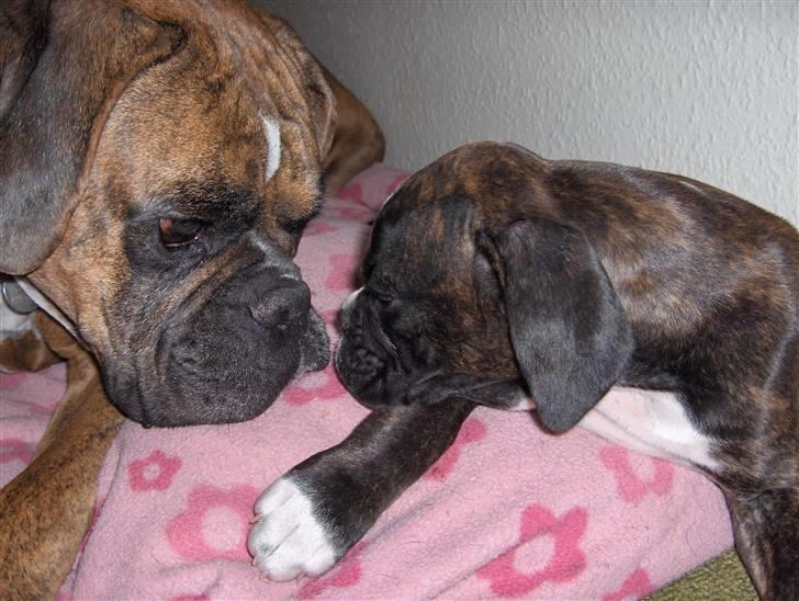 Boxer Bella - "Davs du lille er du her endnu ?". En af de første dage med Bella. Helmut undrer sig vist lidt over hende. billede 6
