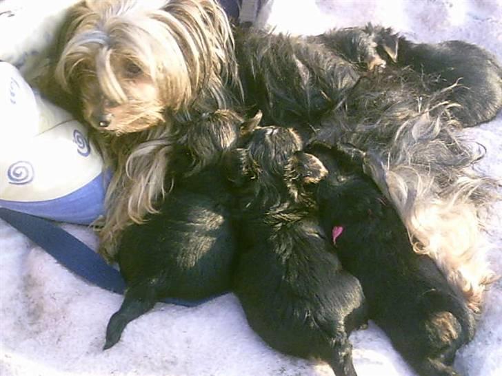 Yorkshire terrier Coco billede 7