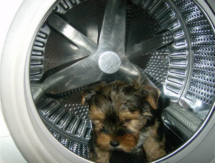 Yorkshire terrier Coco billede 8