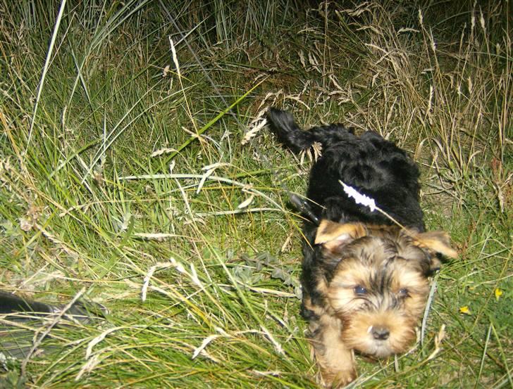 Yorkshire terrier Coco billede 9