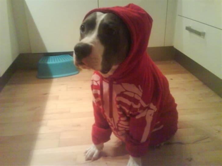 Amerikansk staffordshire terrier cæsar" R.I.P"  billede 20