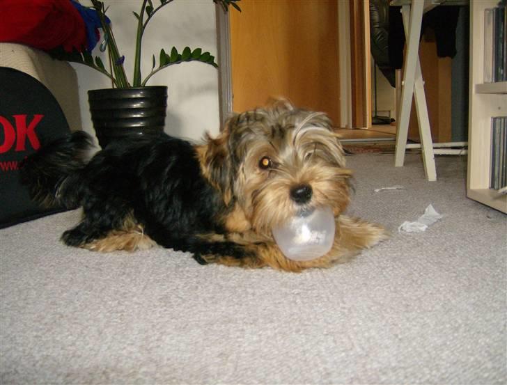 Yorkshire terrier Coco billede 10